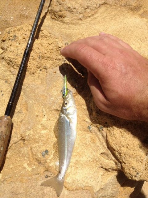 one of the many whiting that wouldnt leave us alone whilst fishing for flatties one of the many whiting that wouldnt leave us alone whilst fishing for flatties